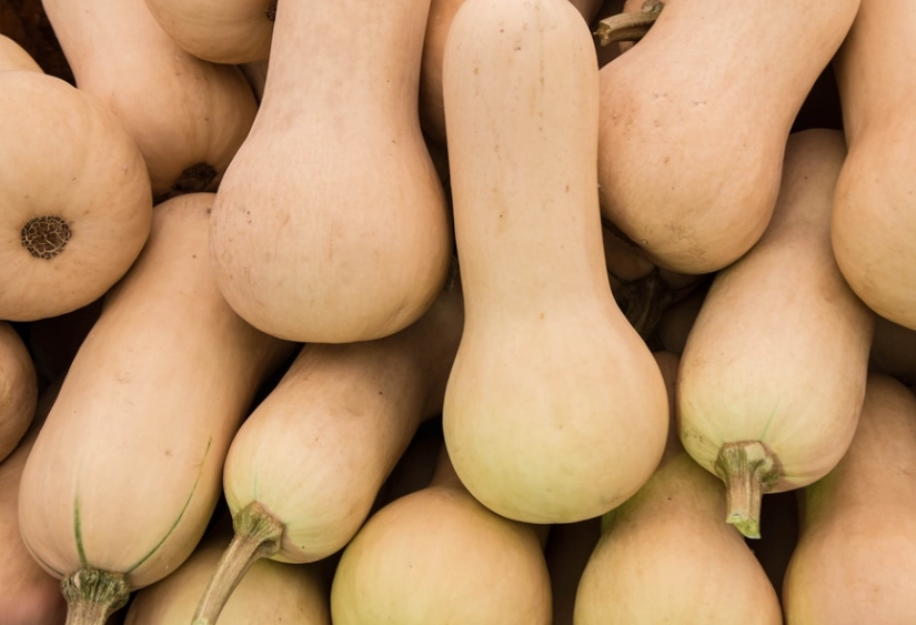 when to pick butternut squash
