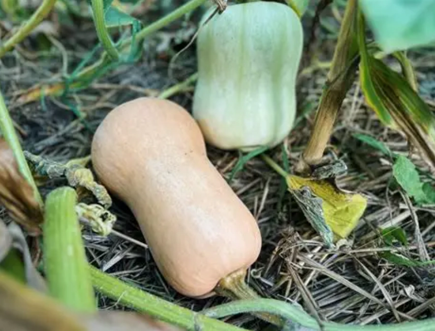 how to know when butternut squash is ripe