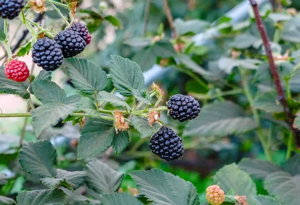 when to pick blackberries