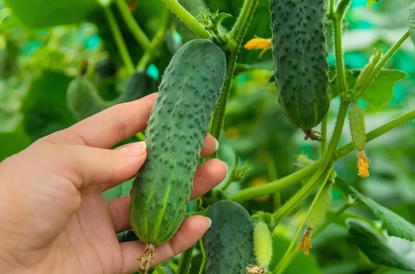 cucumber cucurbitacin