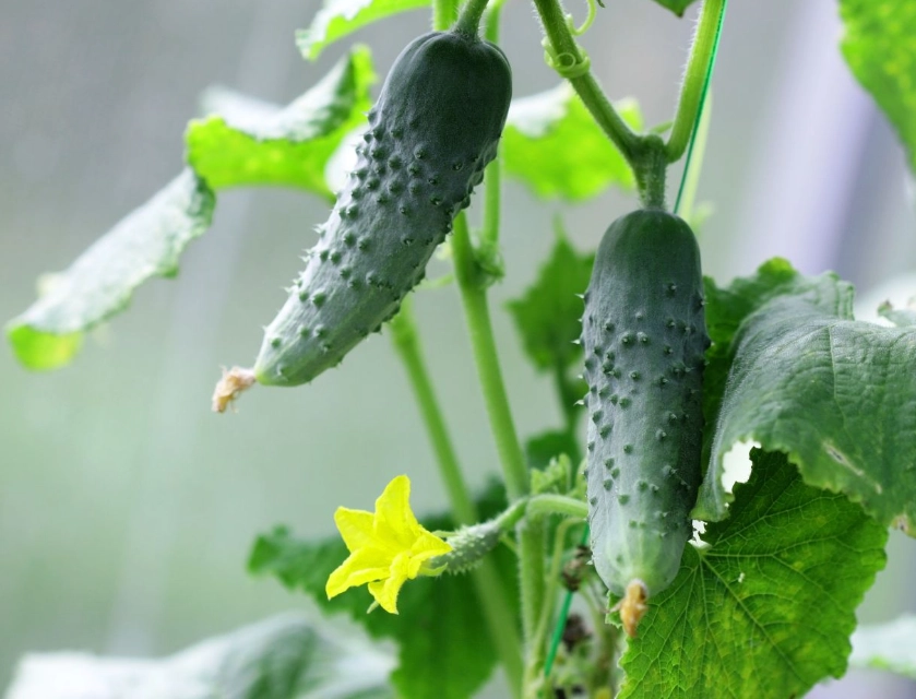 cucumber cucurbitacin