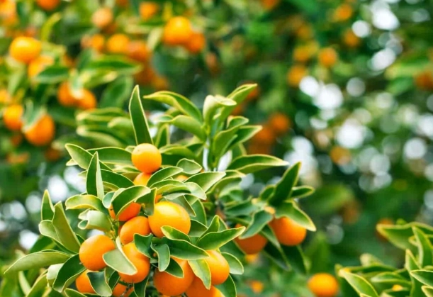 kumquat season kumquat season