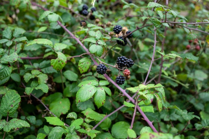 when to pick blackberries