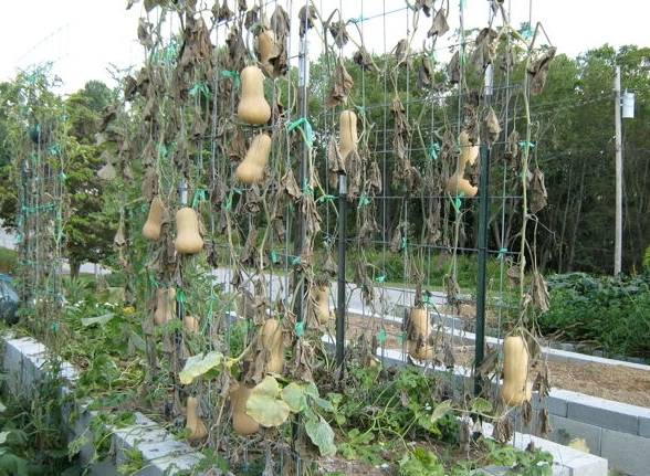 winter squash trellis