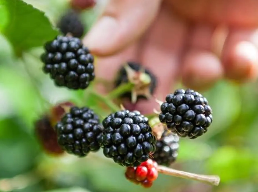 when is blackberry season