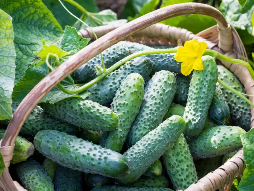 bitter cucumber causes