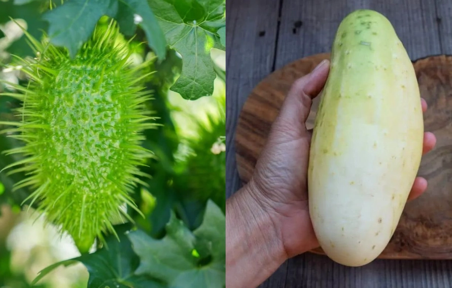 how to remove bitterness from cucumber