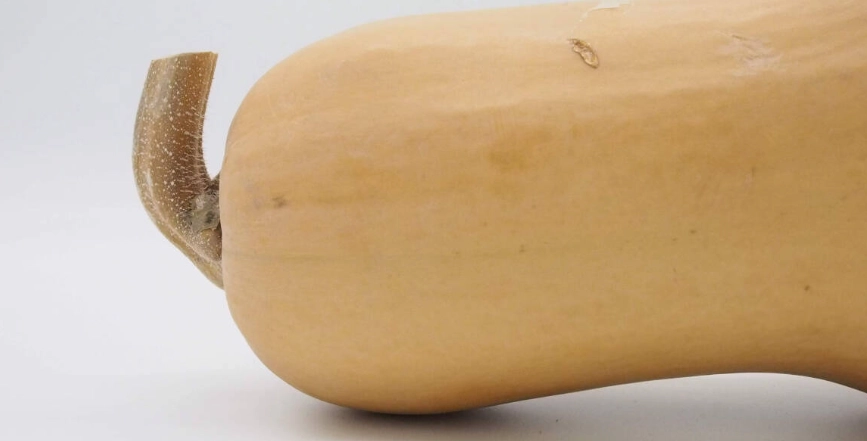 ripe butternut squash ripe butternut squash