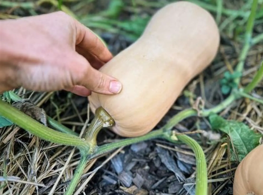 butternut squash harvesting tips butternut squash harvesting tips