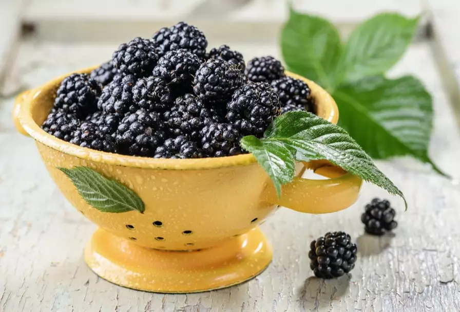 blackberry harvesting time