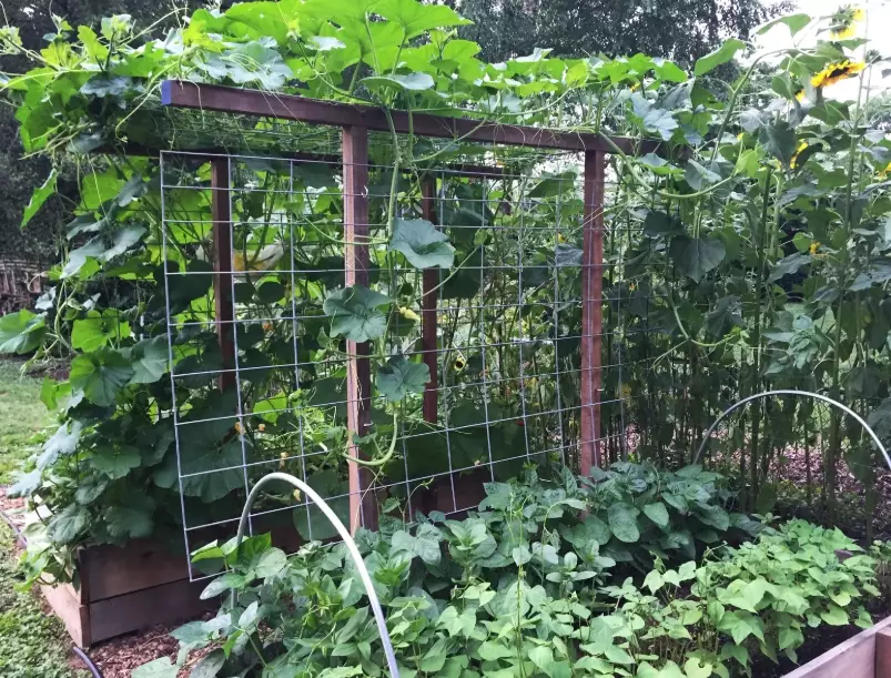 trellis for butternut squash
