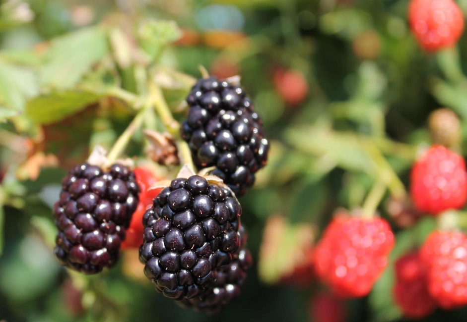 blackberry harvesting time