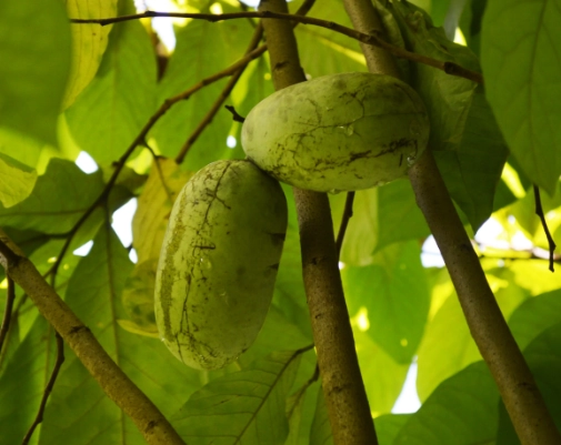how to tell if pawpaw is ripe