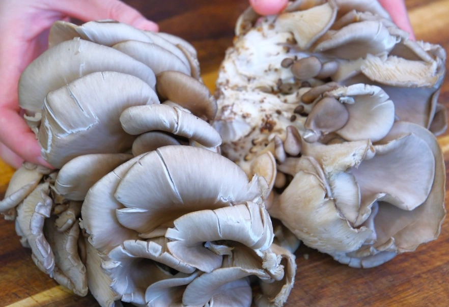 cooking oyster mushrooms