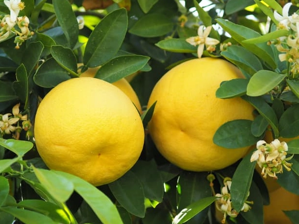 how to eat yellow grapefruit