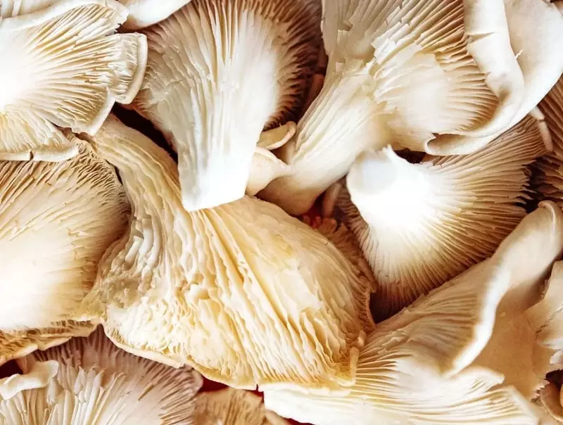 oyster mushroom flavor