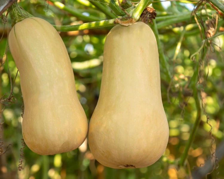 how to grow butternut squash