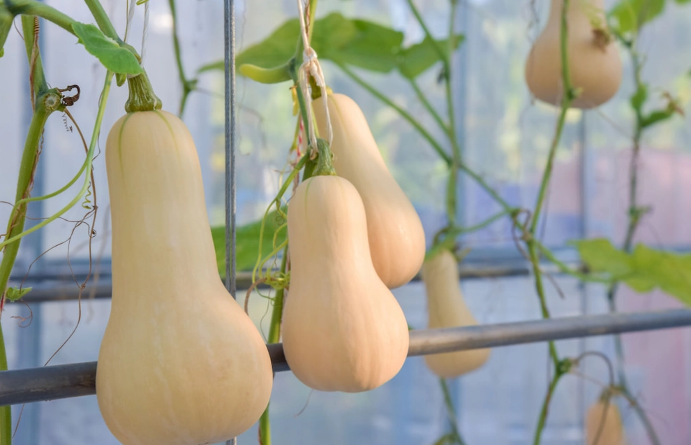 how to ripen butternut squash
