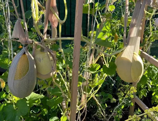 vertical gardening vegetables