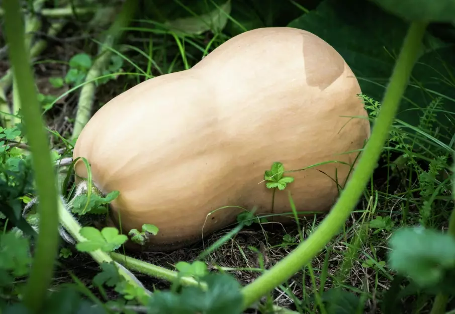 do butternut squash ripen off the vine