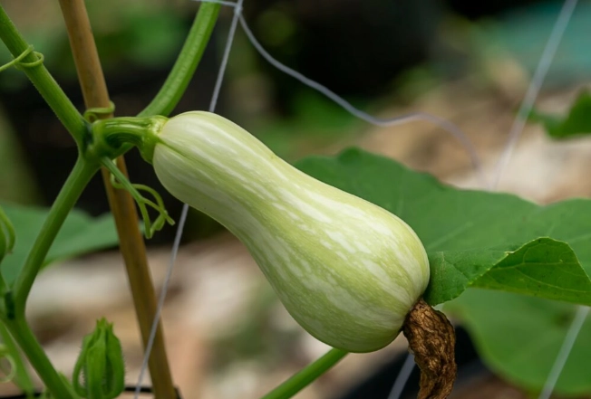 squash vine borer prevention