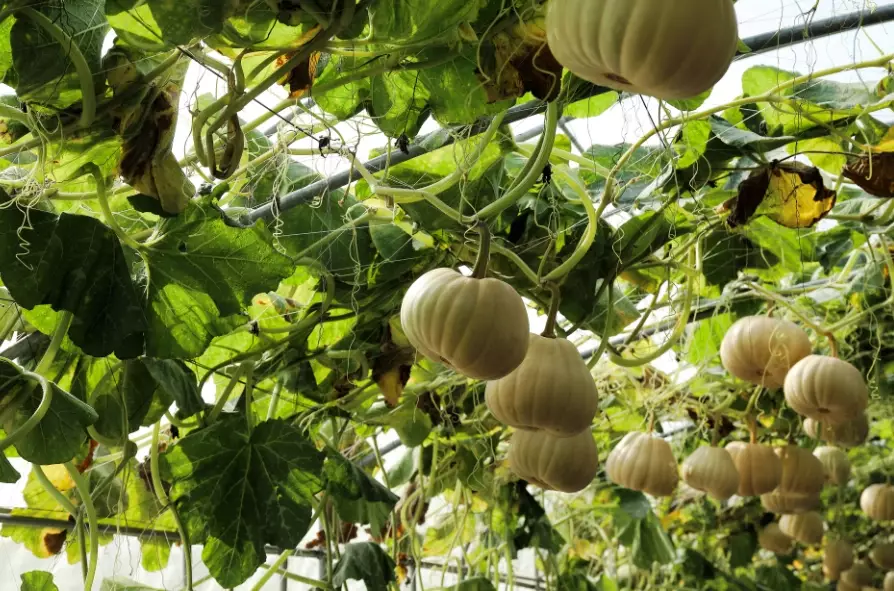 grow squash vertically
