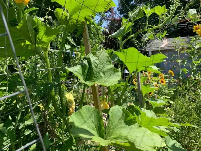 squash vine borer prevention