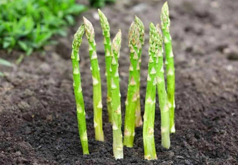 asparagus growing stages