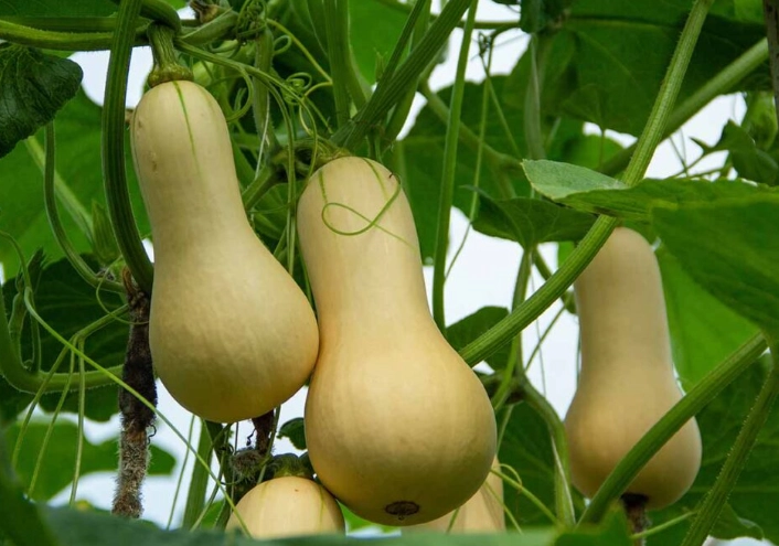 when to buy butternut squash when to buy butternut squash