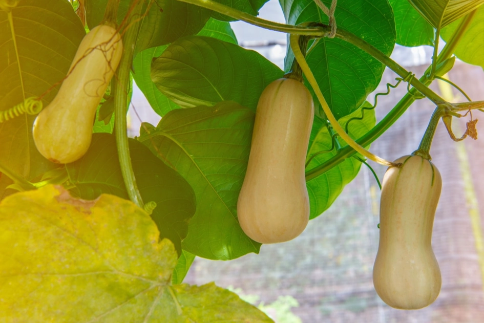 when to buy butternut squash when to buy butternut squash