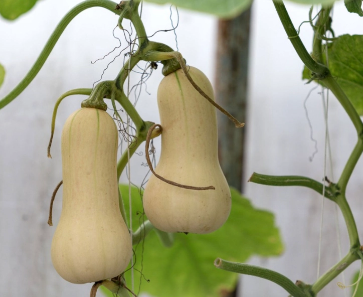 when to plant butternut squash