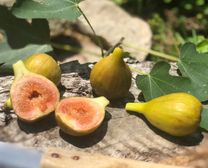 types of figs