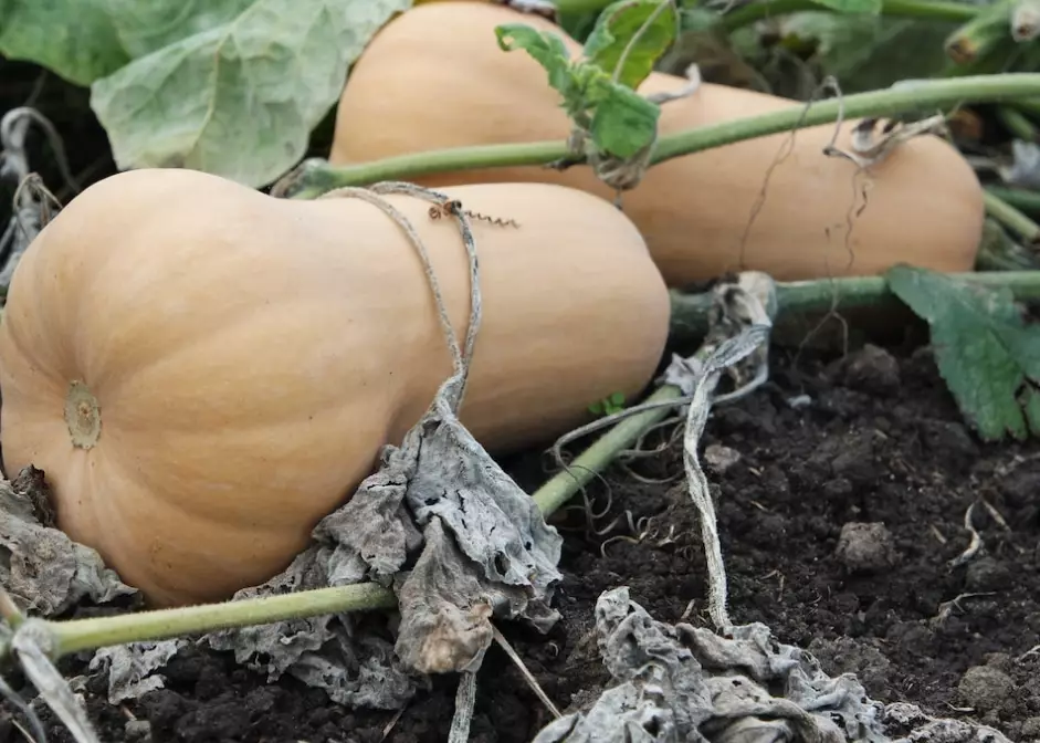 do squash ripen after picking