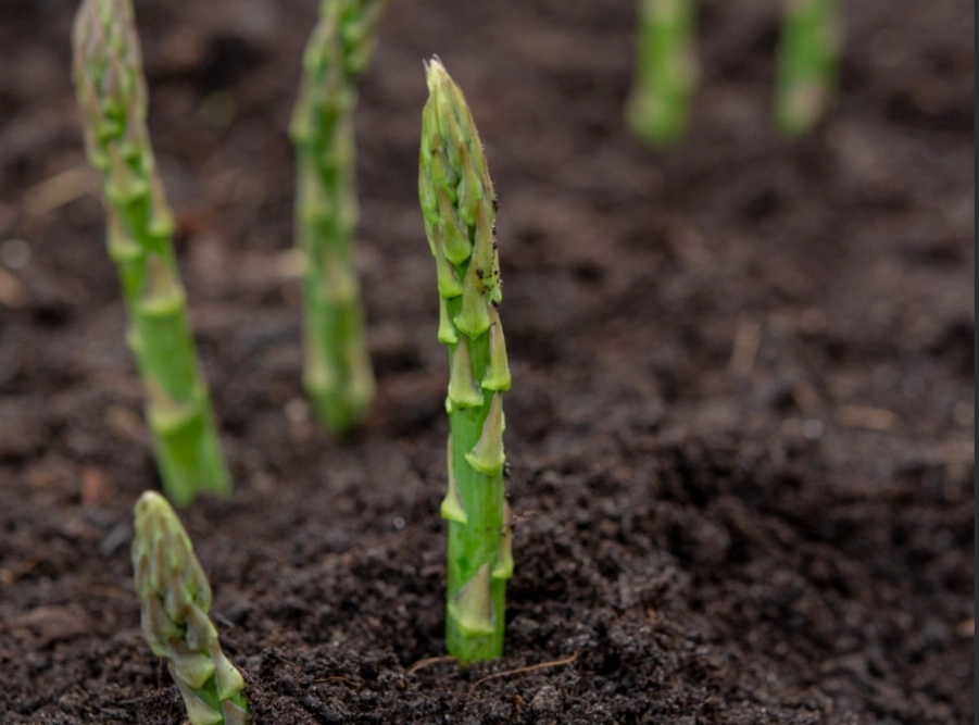 asparagus growing stages