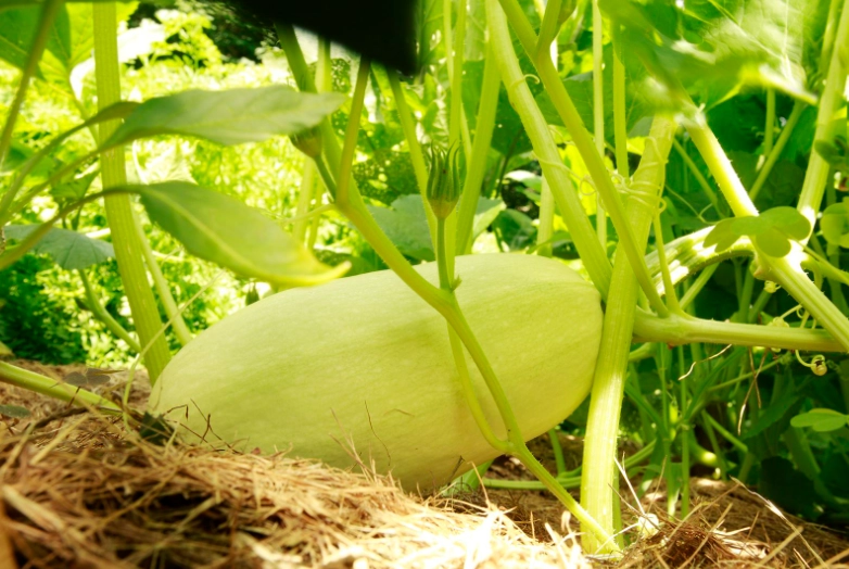 butternut squash harvesting tips butternut squash harvesting tips
