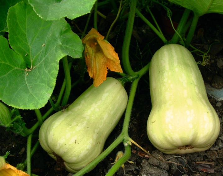 butternut squash plant problems