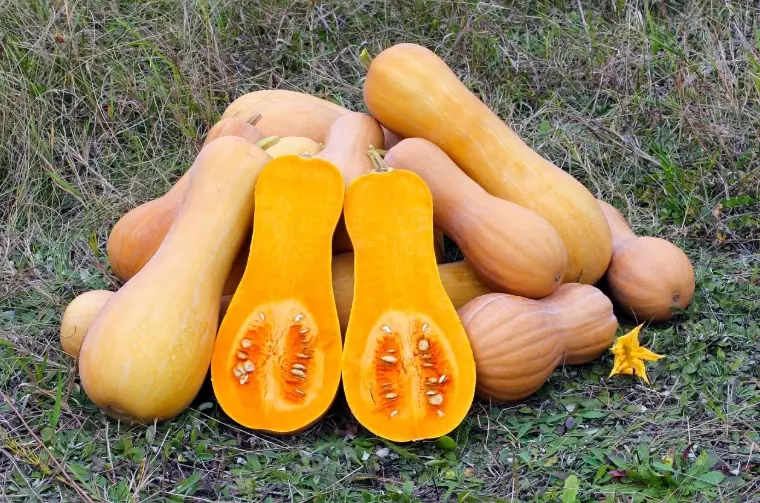 butternut squash harvest time
