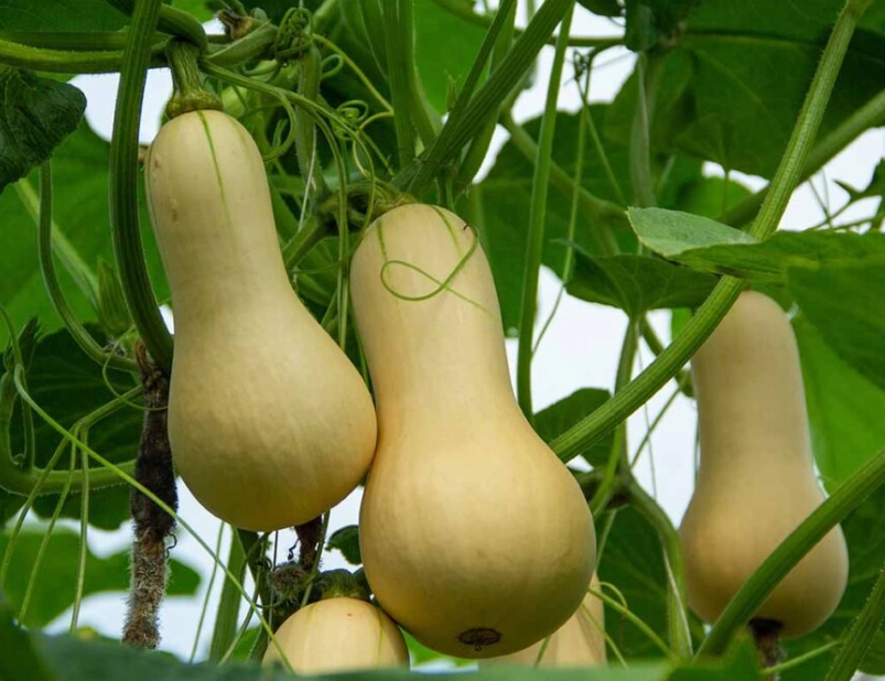 when to plant butternut squash