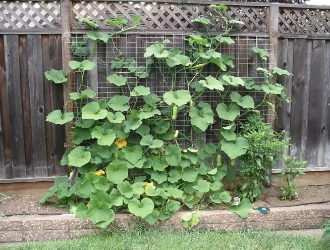 butternut squash on a trellis