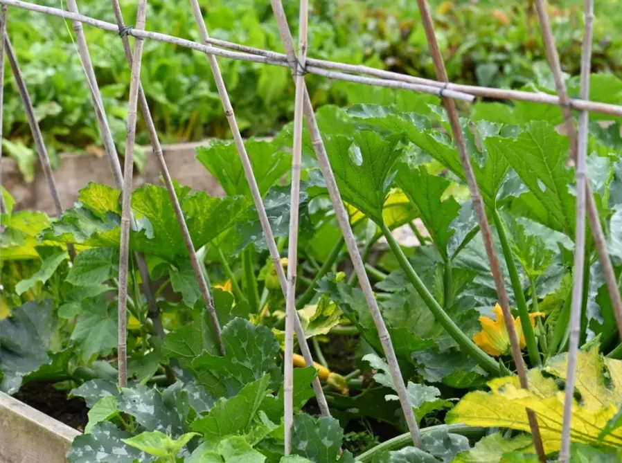 squash trellis