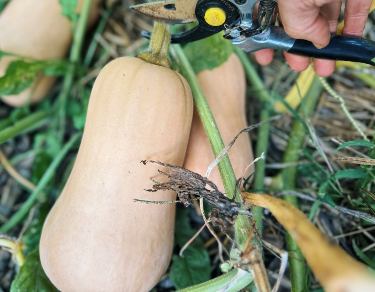 when to pick butternut squash
