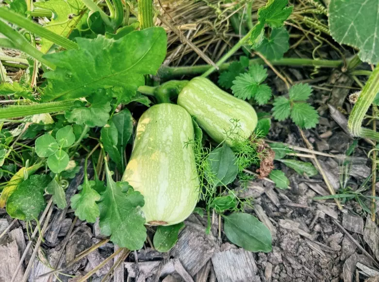 how to harvest butternut squash how to harvest butternut squash