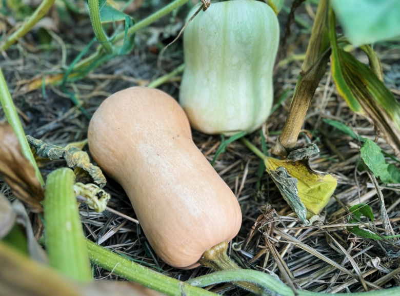 butternut squash harvesting tips butternut squash harvesting tips