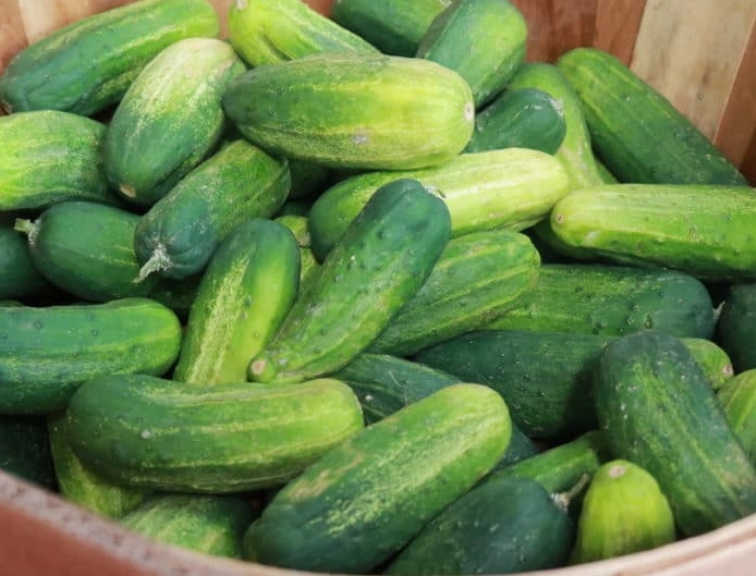 cucumber pickling recipe