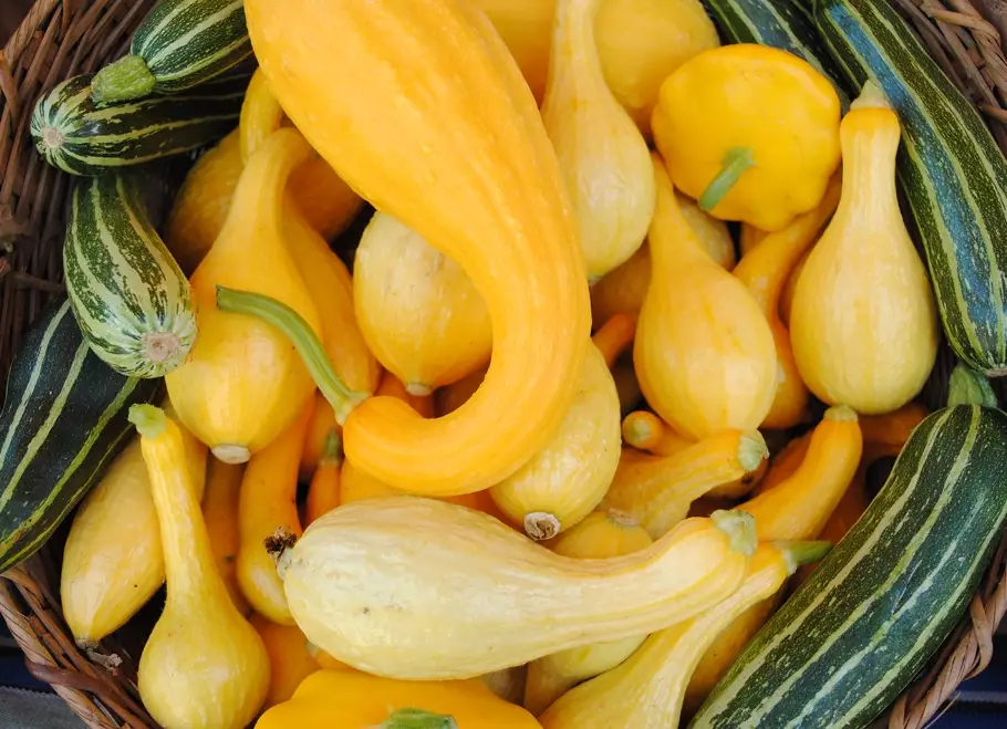 fall squash recipes
