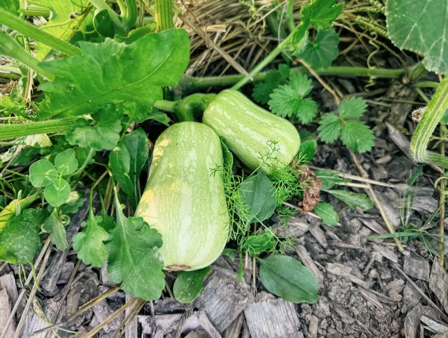 when to pick butternut squash
