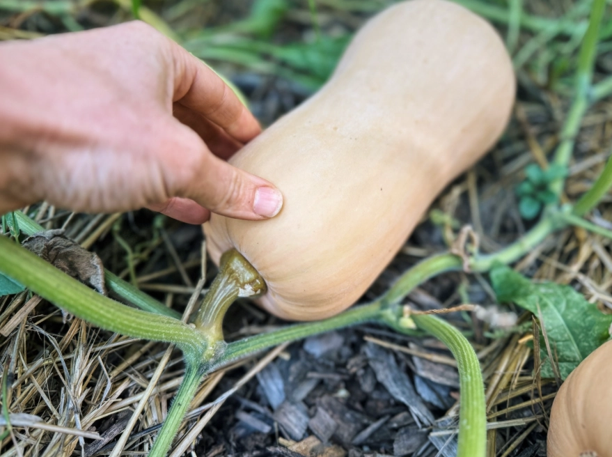 how to tell if butternut squash is ripe