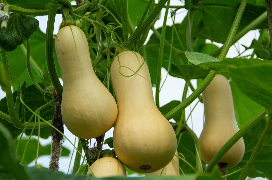 how to ripen butternut squash
