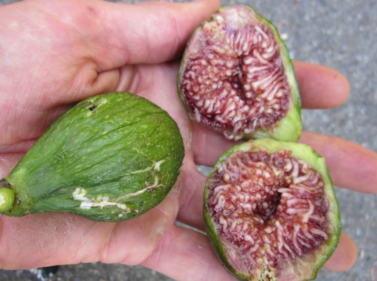 fig varieties