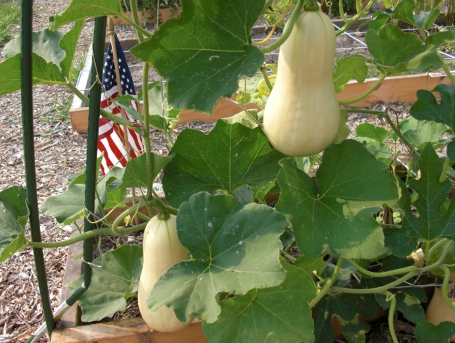 butternut squash trellis
